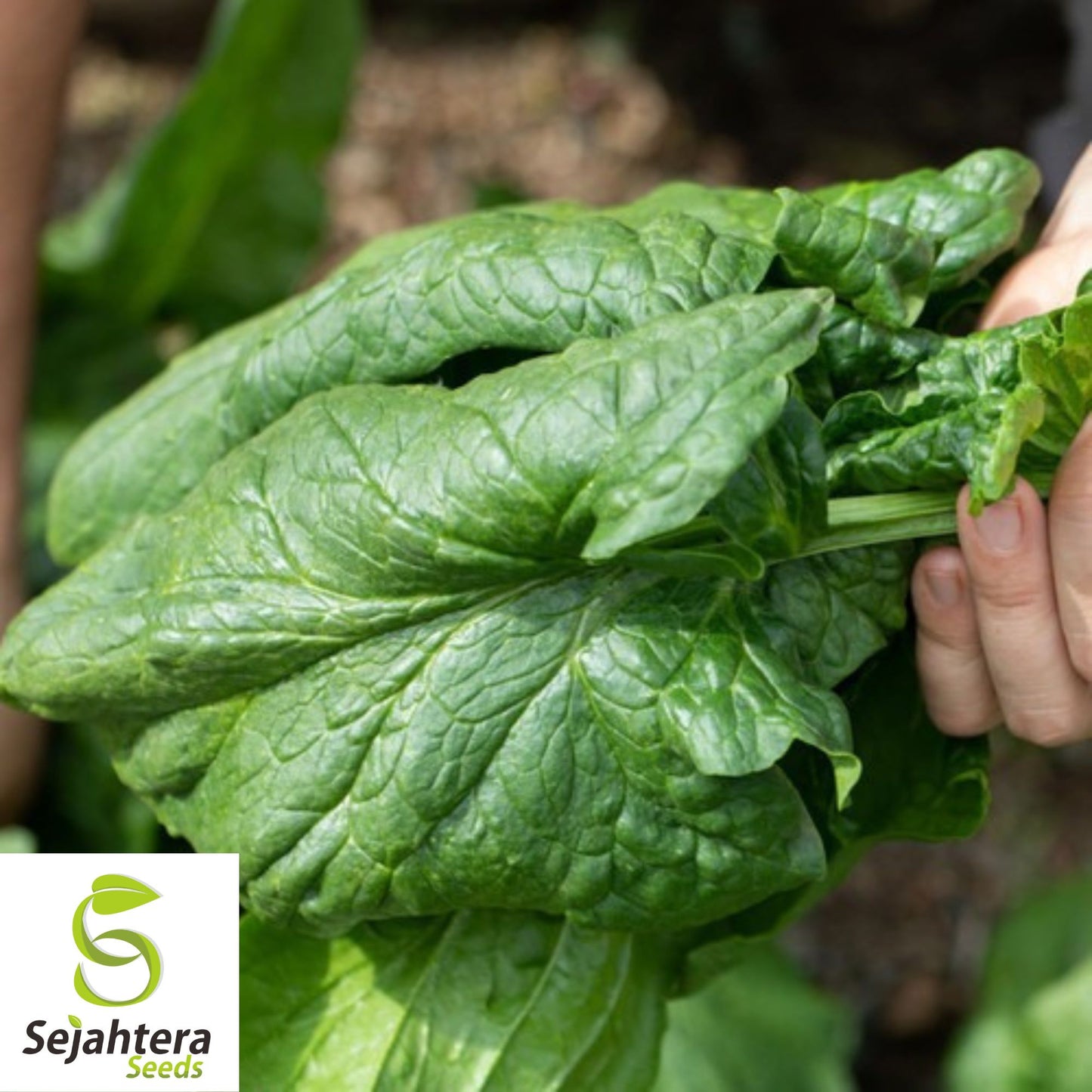 150+ Viroflay Spinach Seeds - Heirloom Spinacia Oleracea, Non-GMO Vegetable