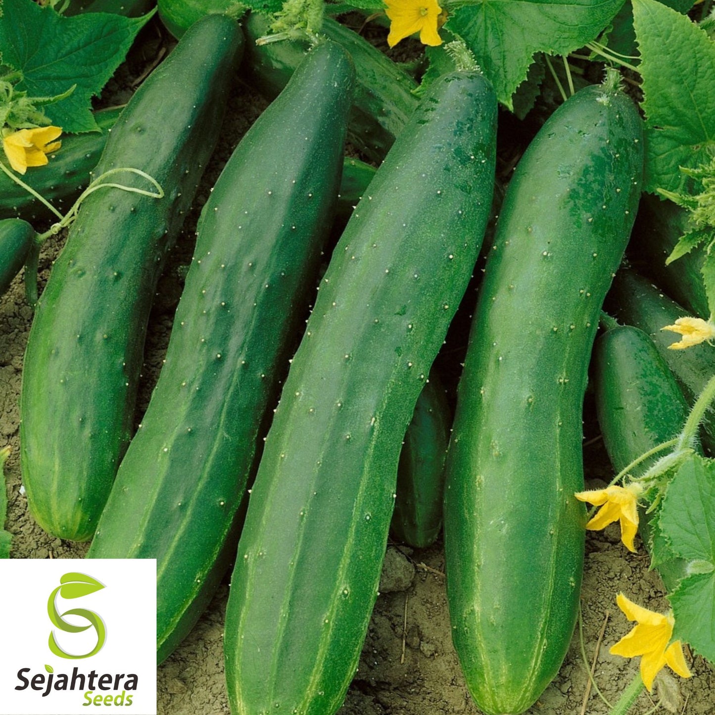 60+ Straight Eight Cucumber Seeds - Non-GMO, Crisp & High-Yield Variety