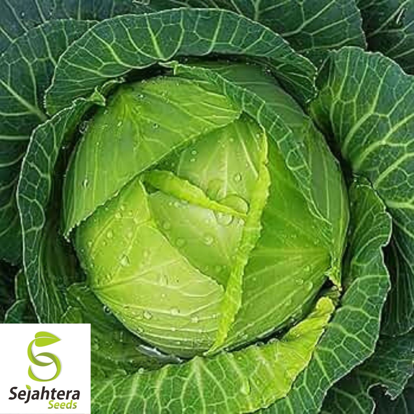 All Seasons Cabbage Seeds - 200+ Heirloom - Organic, Non-GMO & High Yield