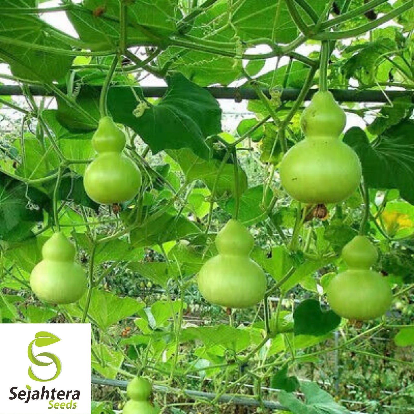 Birdhouse Gourd Seeds 10 Ct | Heirloom Garden Vegetable NON-GMO USA