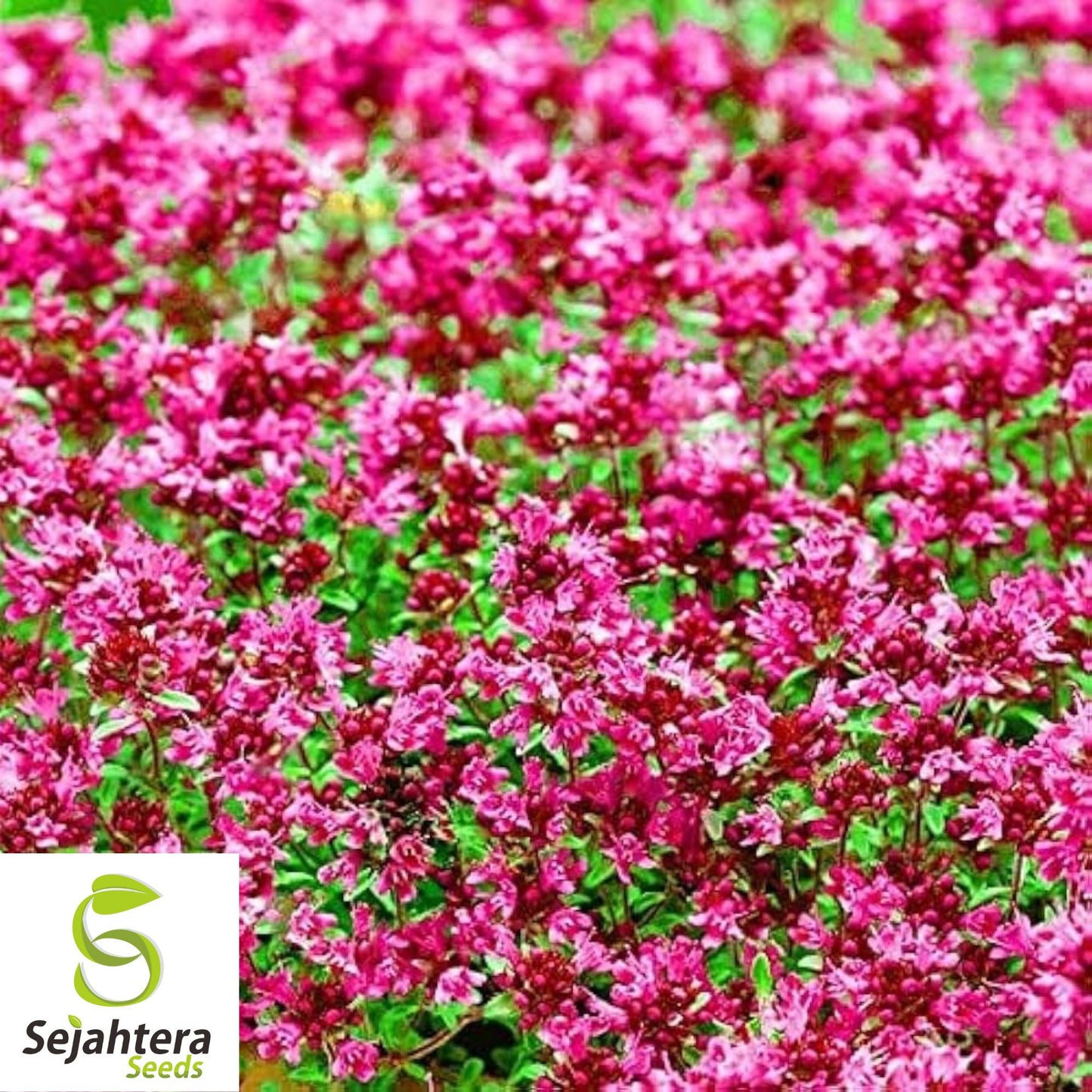 Red Creeping Thyme 500 Seeds Non-GMO, Groundcover, Perennial & Fragrant
