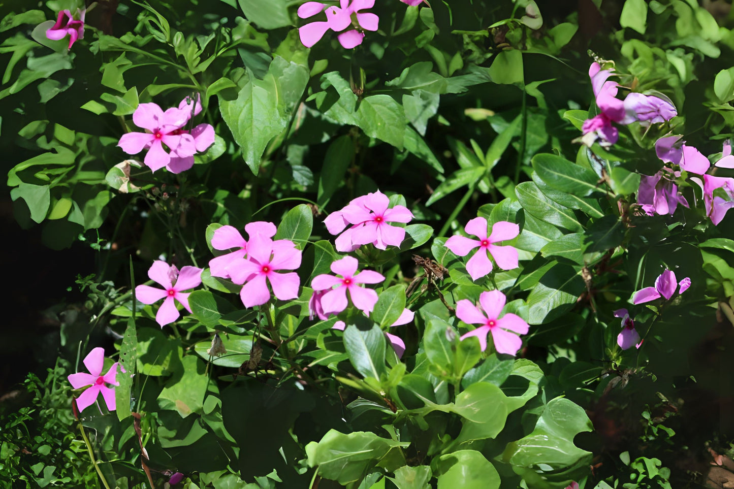 Madagascar Periwinkle Rose Rosy Periwinkle (Catharanthus roseus)