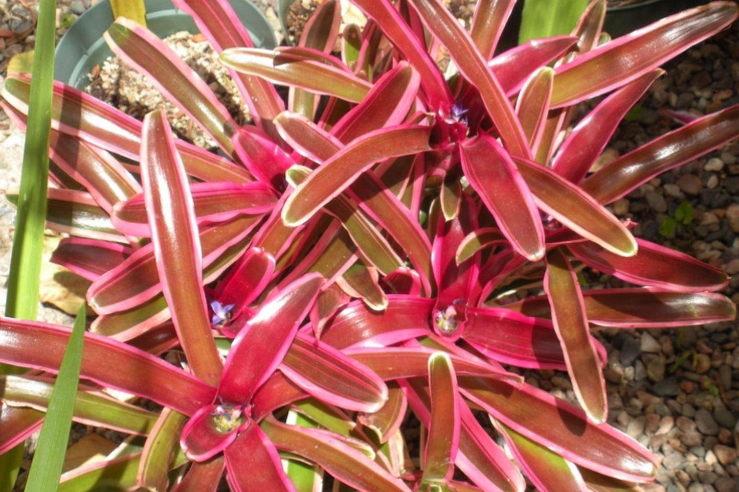 Neoregelia Donger Plant in 6" Pot - Albomarginated Green & Pink Blush Foliage - Neoregelia stolonifera (USPP11,448P2)