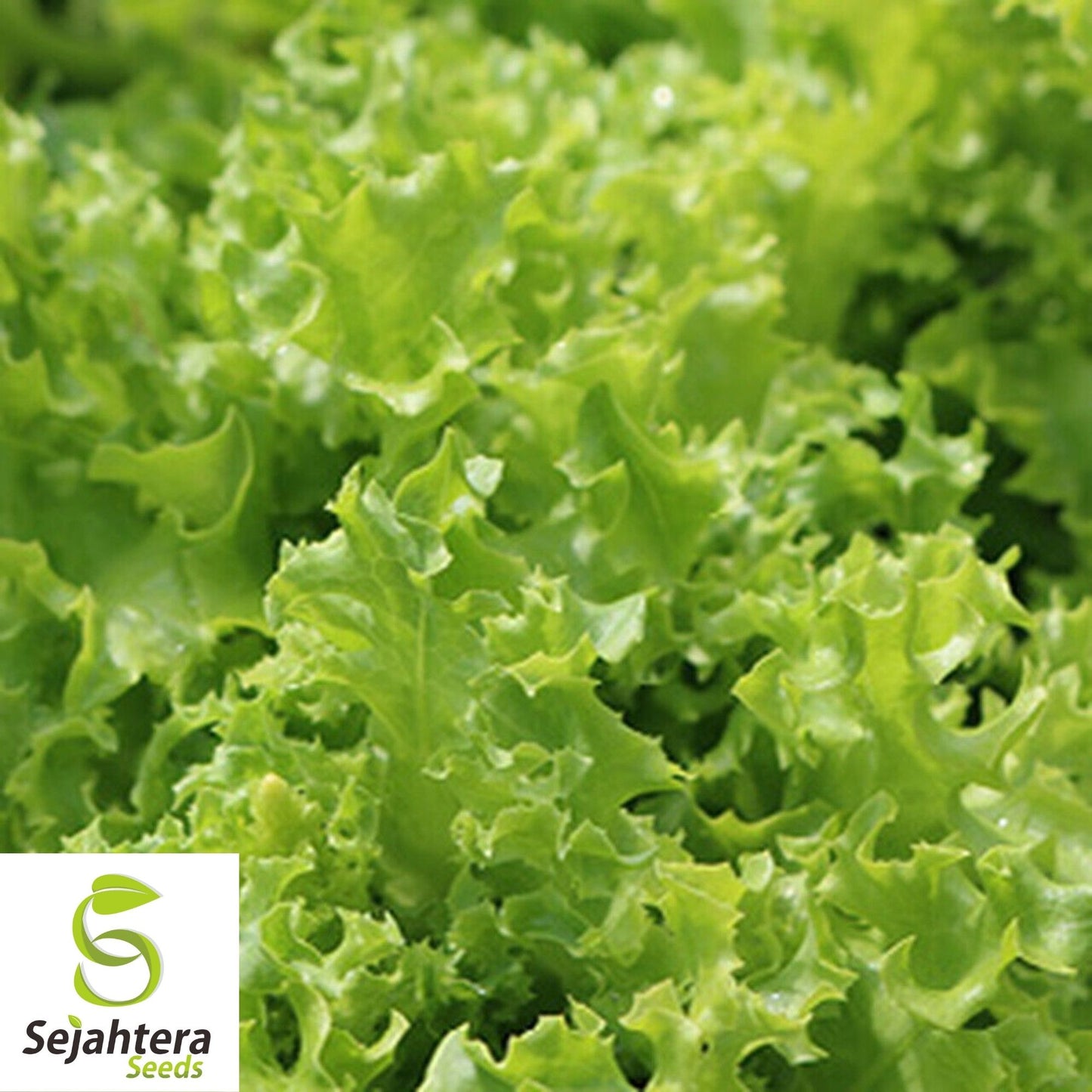 Oakleaf Lettuce Seeds 600+ | Leafy Green Vegetable NON-GMO USA Seller