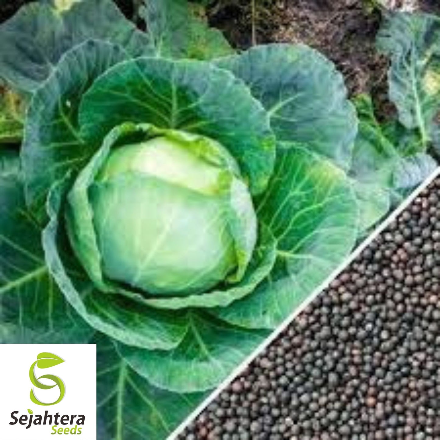 All Seasons Cabbage Seeds - 200+ Heirloom - Organic, Non-GMO & High Yield