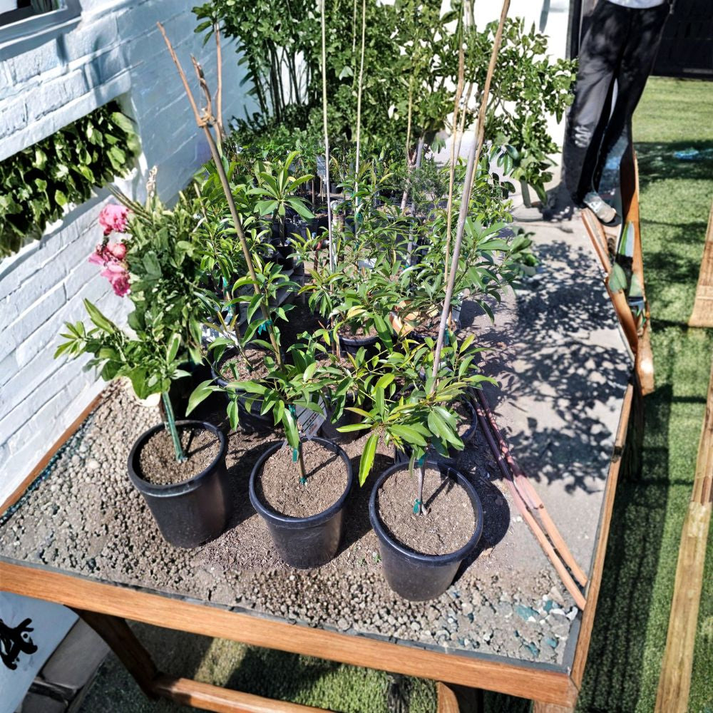 Sapodilla Tree – Manilkara zapota Live Fruit Tree | 2–3 Feet Tall | Ships in 3 Gallon Pot Tropical Sweet Fruit | Early Bearing | Patio & Backyard Friendly