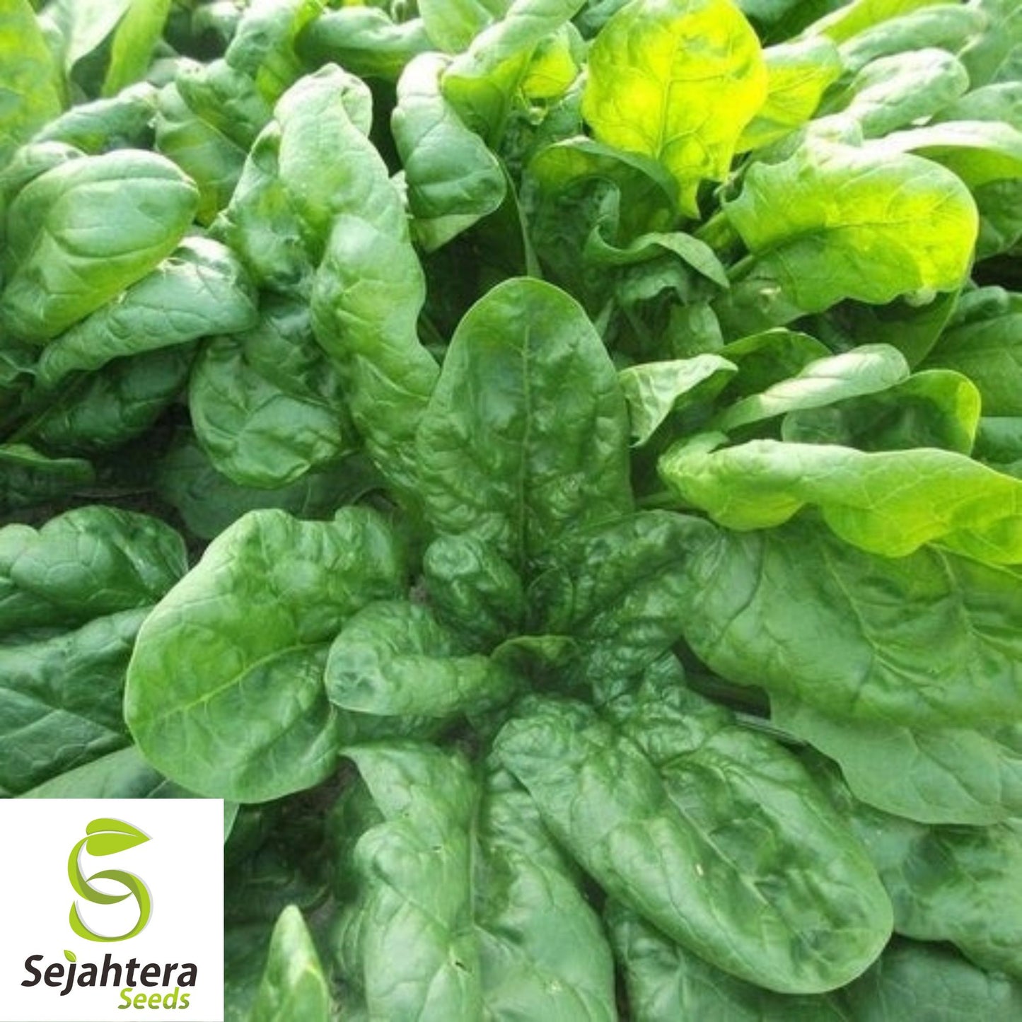 150+ Viroflay Spinach Seeds - Heirloom Spinacia Oleracea, Non-GMO Vegetable