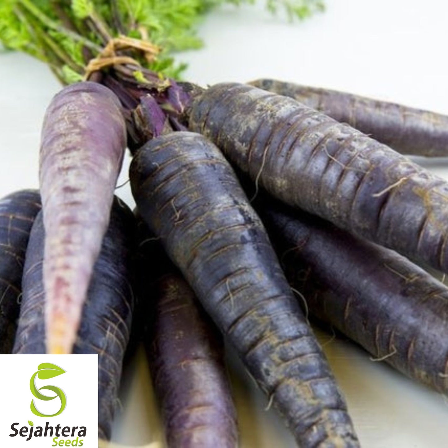 100+ Black Nebula Carrot Seeds - Heirloom, Organic, Non-GMO, Rare & Nutrient-Rich