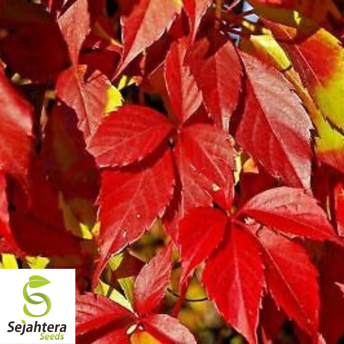 Virginia Creeper Vine Seeds {Parthenocissus quinquefolia} 25 Seeds