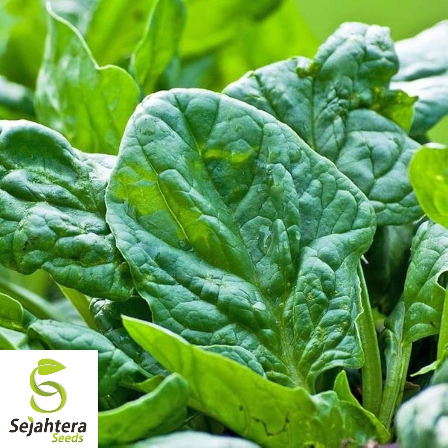 150+ Viroflay Spinach Seeds - Heirloom Spinacia Oleracea, Non-GMO Vegetable