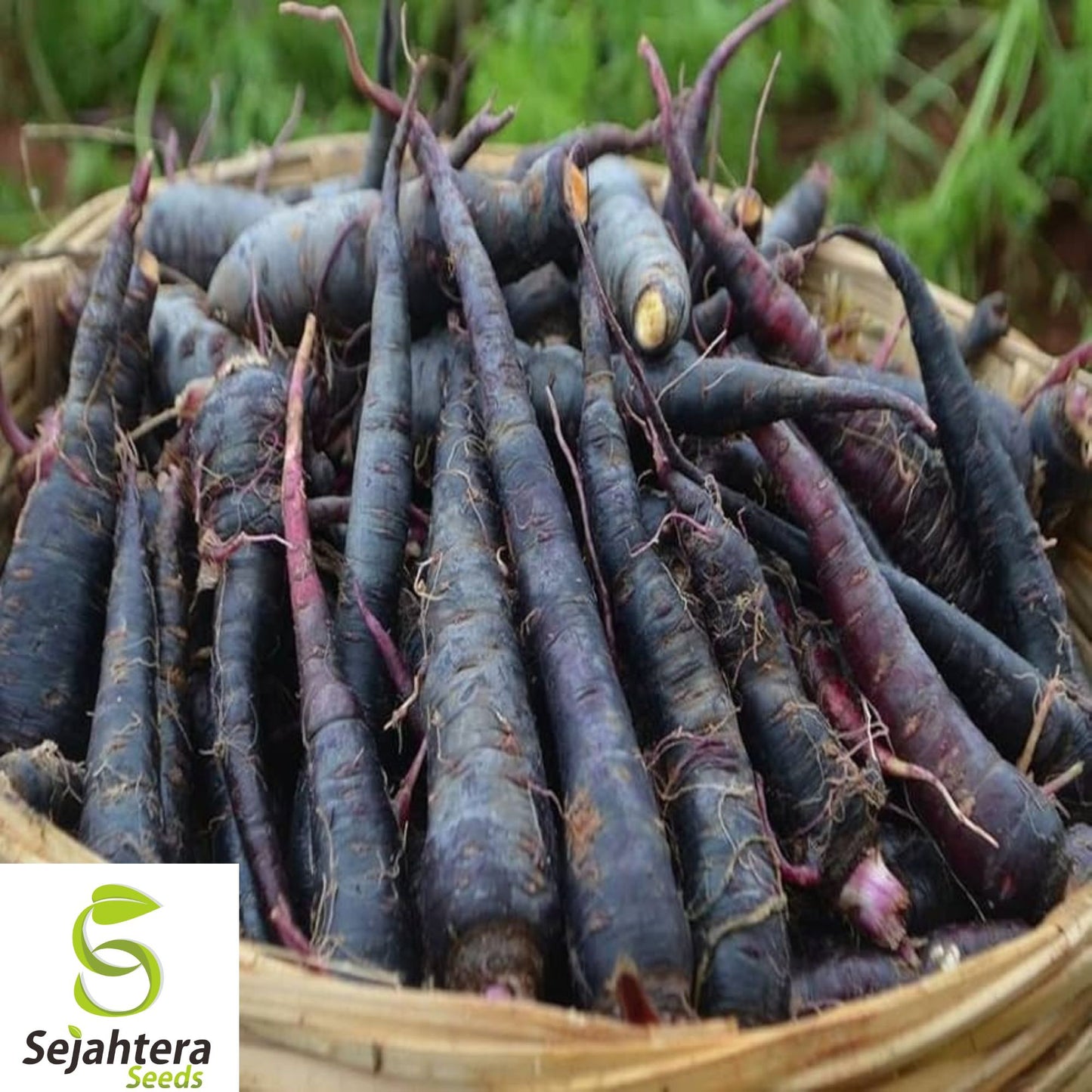 100+ Black Nebula Carrot Seeds - Heirloom, Organic, Non-GMO, Rare & Nutrient-Rich