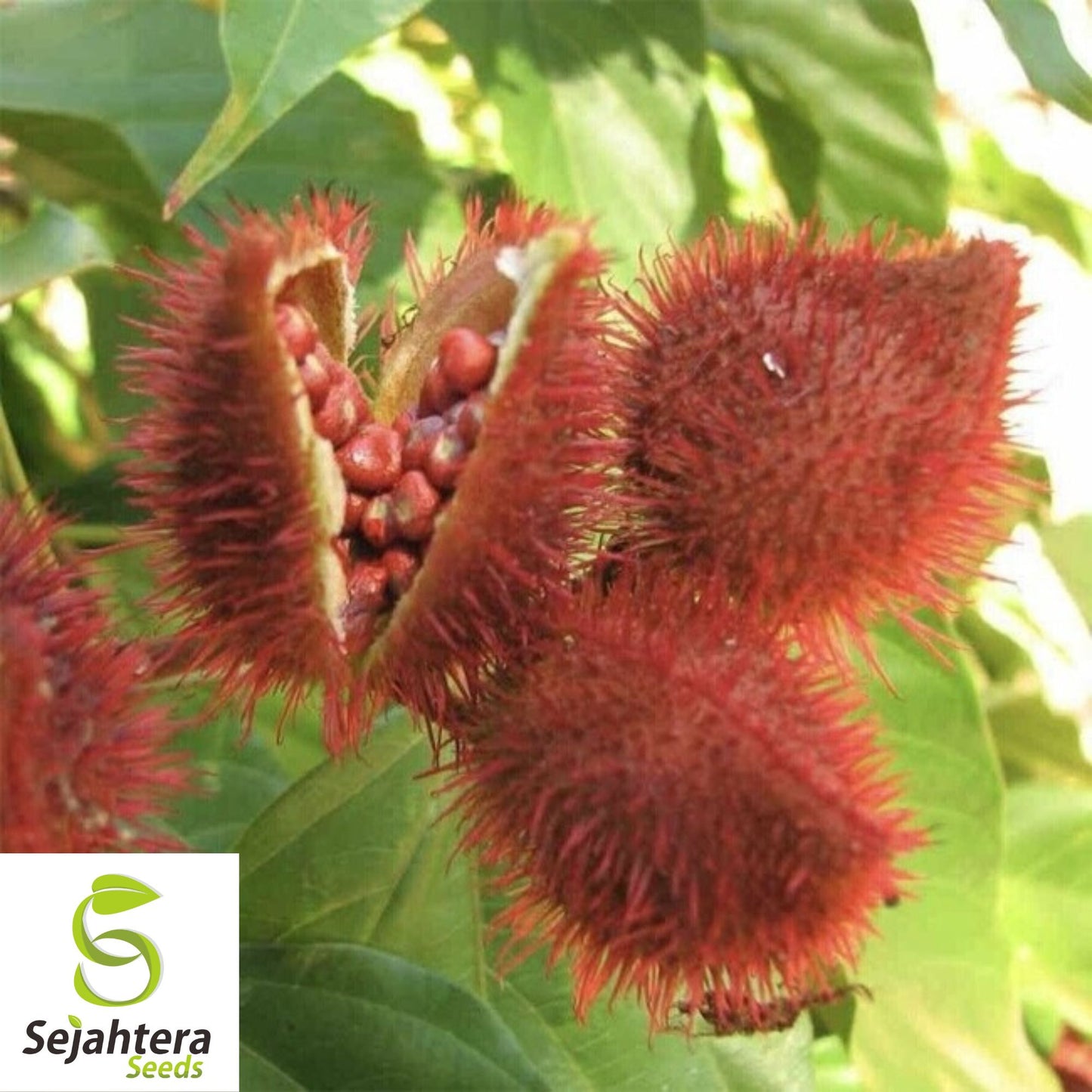 Anchiote Seeds {Bixa orellana} Culinary | Heirloom | NON-GMO 20 Seeds