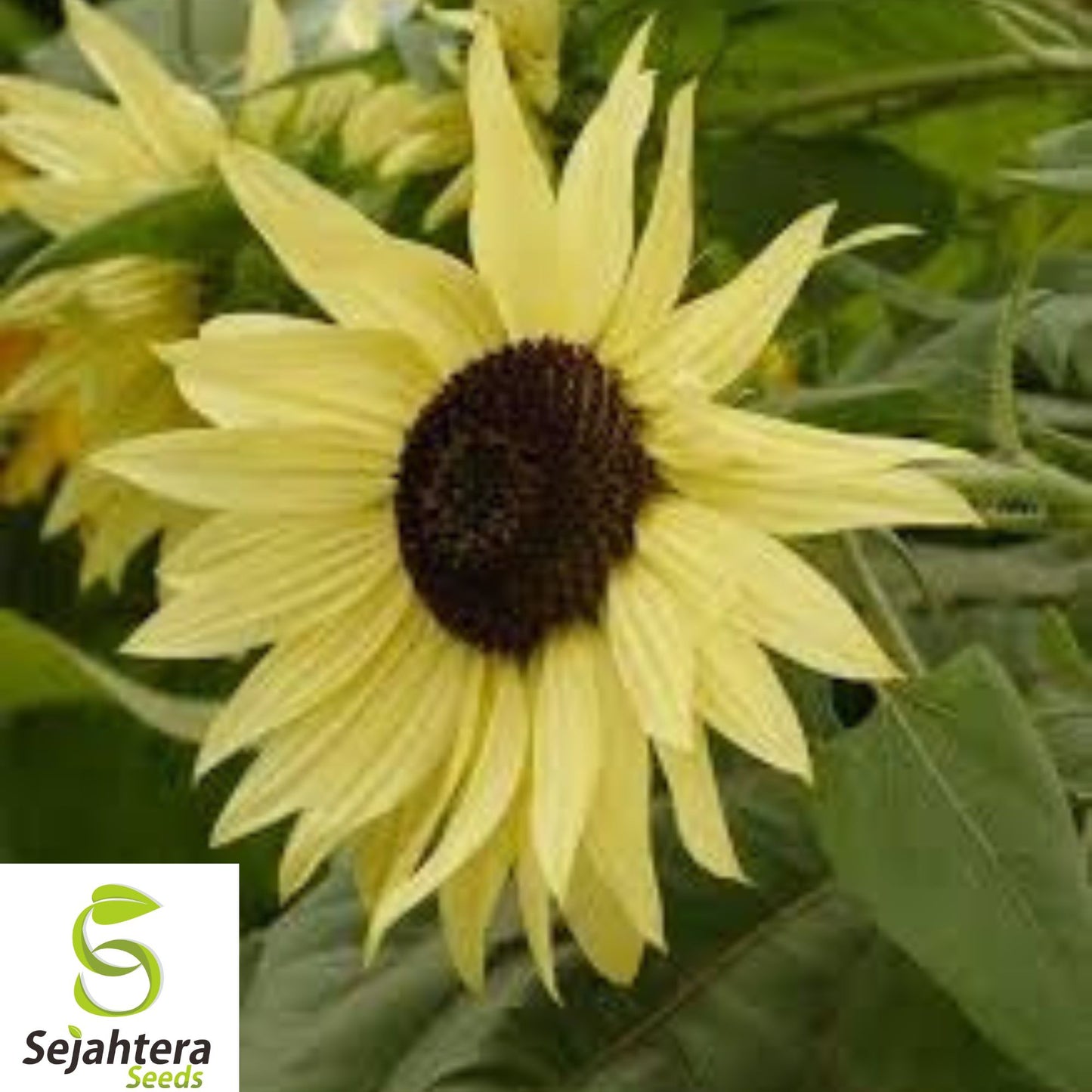 25+ Lemon Queen Sunflower Seeds - Large, Bright Yellow Blooms, Pollinator Friendly