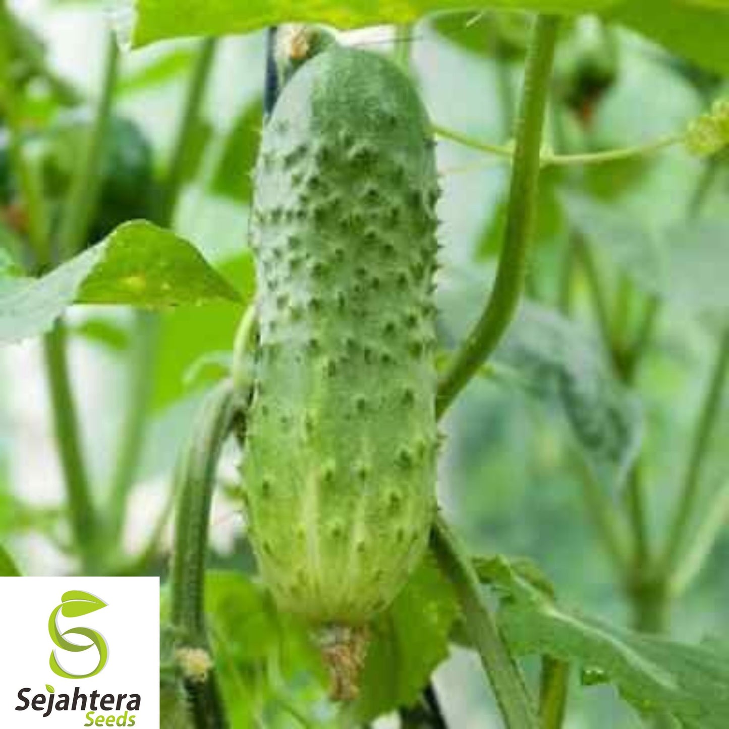 100+ Boston Pickling Cucumber Seeds - Heirloom, Non-GMO, Crisp & High-Yield Variety