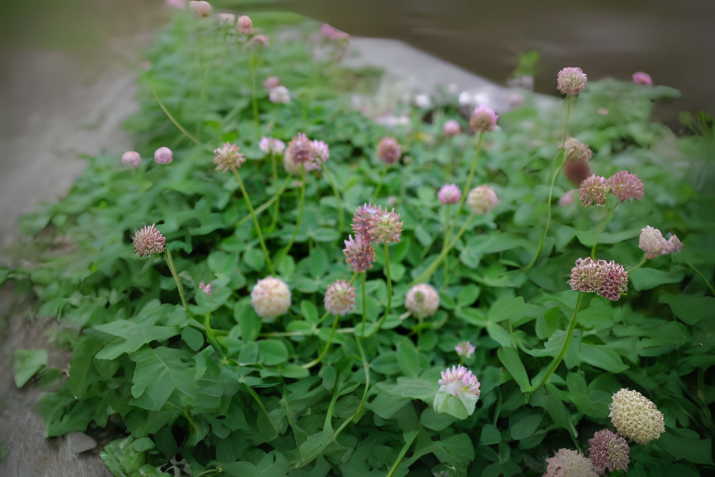 Palestine Strawberry Clover Clover (Trifolium fragiferum var. Palestine)