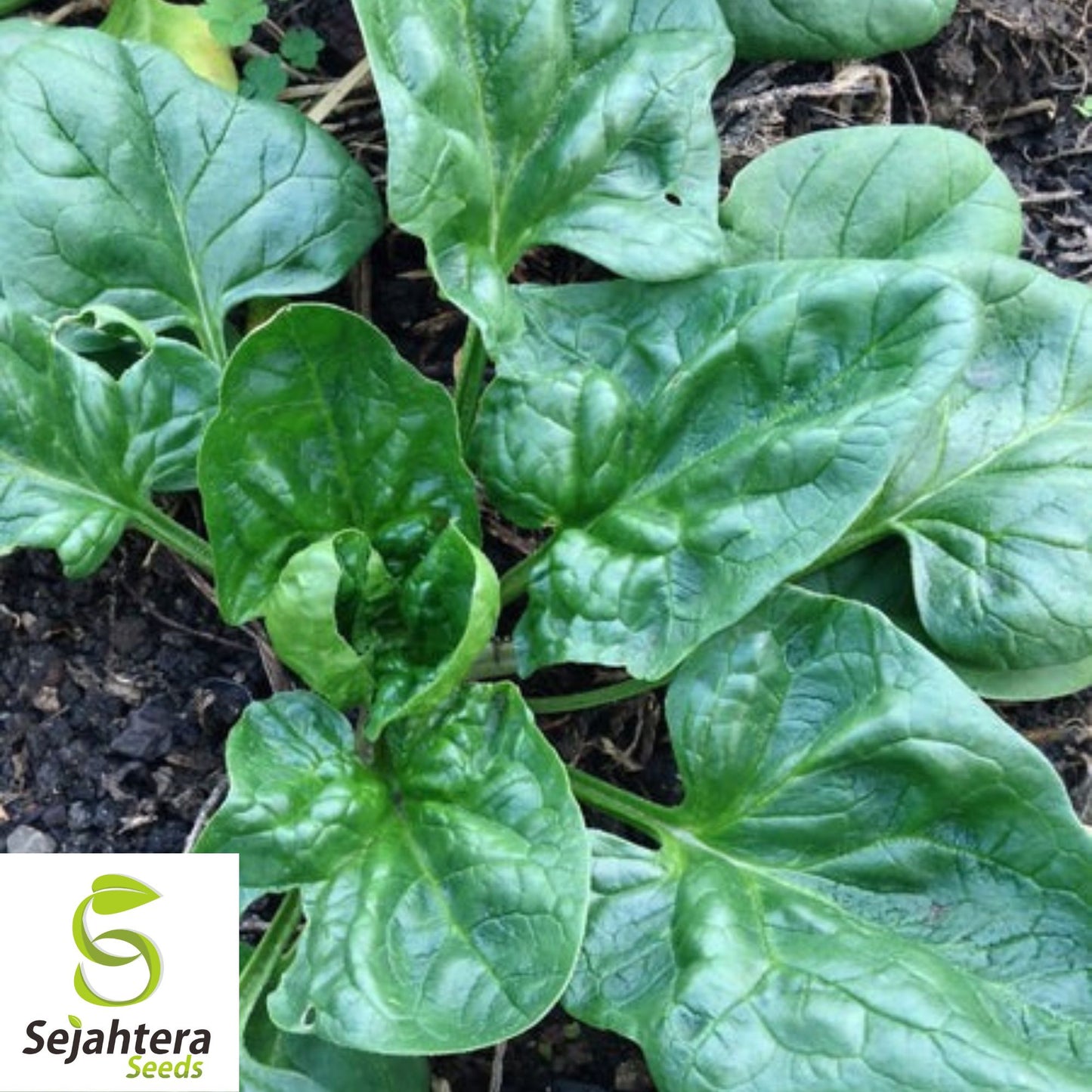 150+ Viroflay Spinach Seeds - Heirloom Spinacia Oleracea, Non-GMO Vegetable