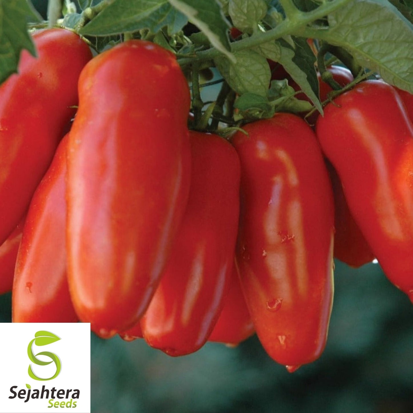 San Marzano Tomato Seeds 50 Ct | Determinate Heirloom Vegetable NON-GMO USA