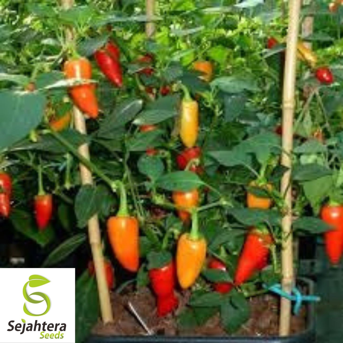 25 Santa Fe Grande Pepper Seeds - Non-GMO, Mild & Vibrant Variety