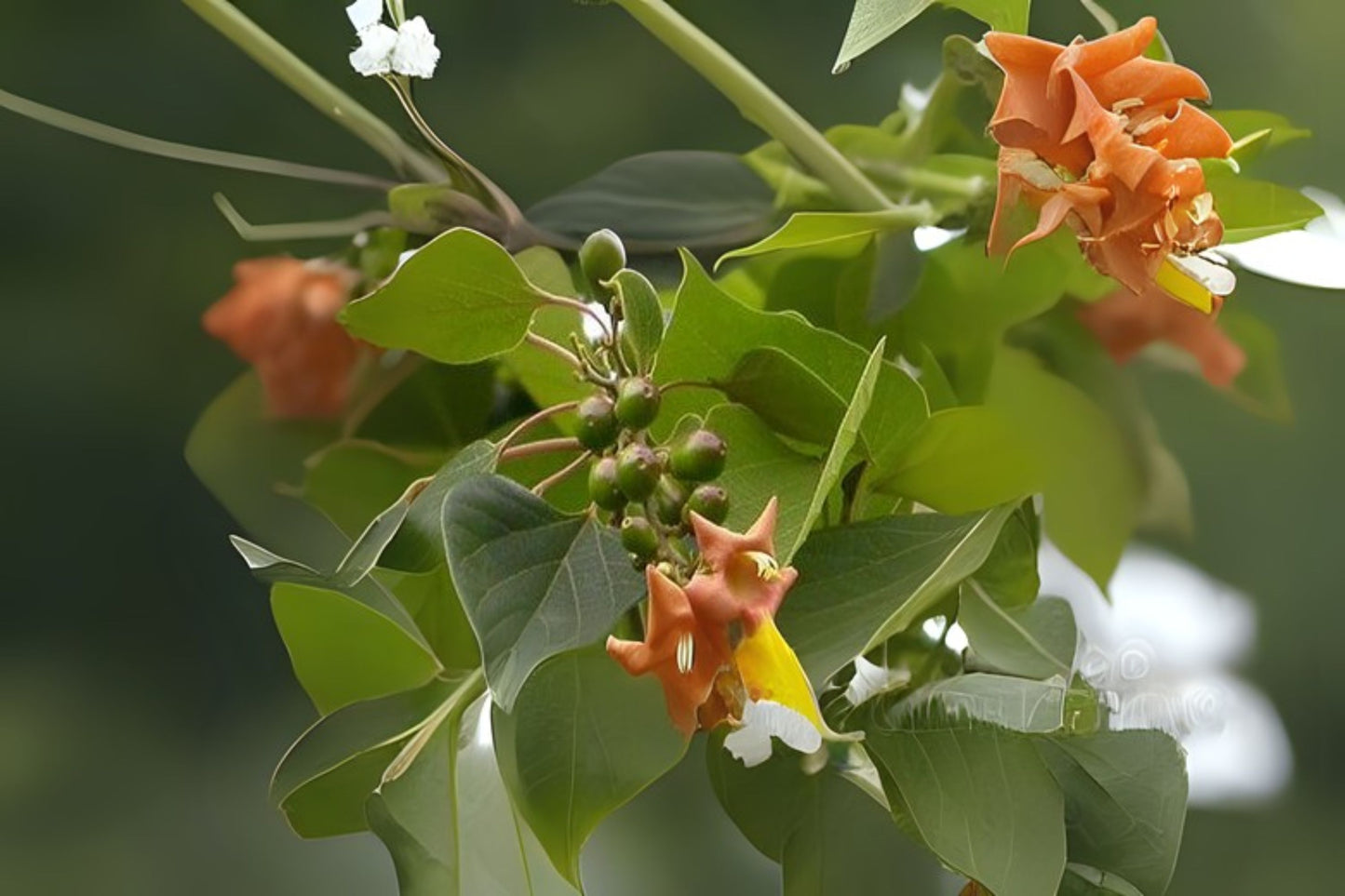 Gumhar Kashmir Teak Teca Blanca (Gmelina arborea)
