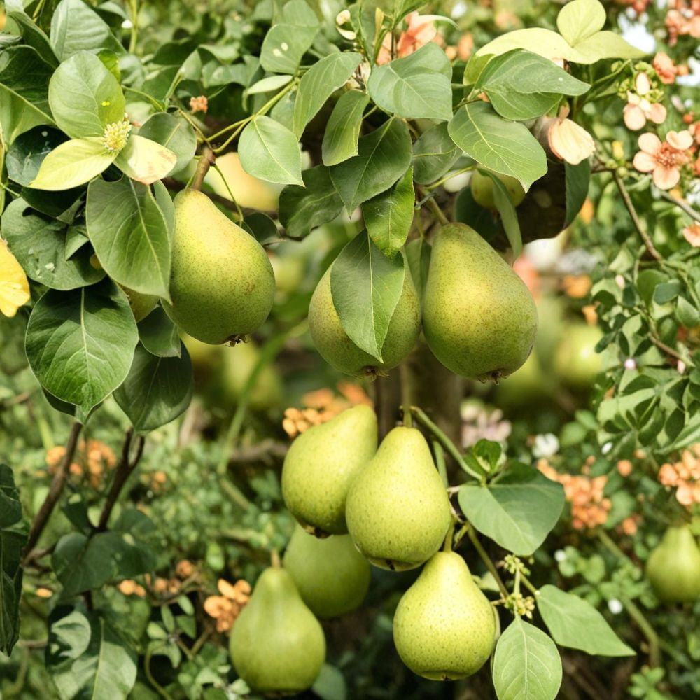 Bartlett Pear – Pyrus communis 4 Fresh Scions | 8–10 Inches | For Grafting or Rooting Classic European Pear | Late Summer Harvest | Premium Dessert Variety