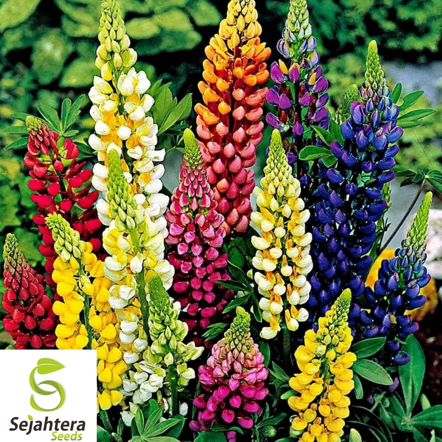 200+ Russell Lupine Seeds - Perennial, Mixed Colors, Attracts Bees & Hummingbirds