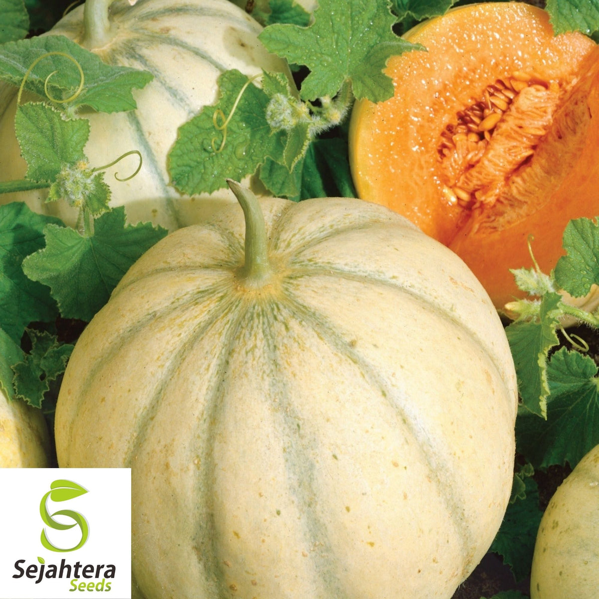 Charentais Cantaloupe Seeds 25+ | French Melon Heirloom NON-GMO USA