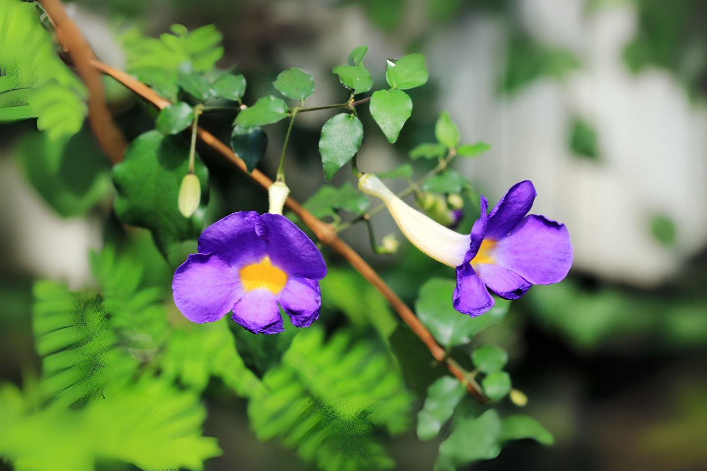 Thunbergia Erecta Live Plant - Purple Kings Mantle - Vivid Purple Trumpet Flowers - Starter Size - Easy Care Semi-Tropical Shrub