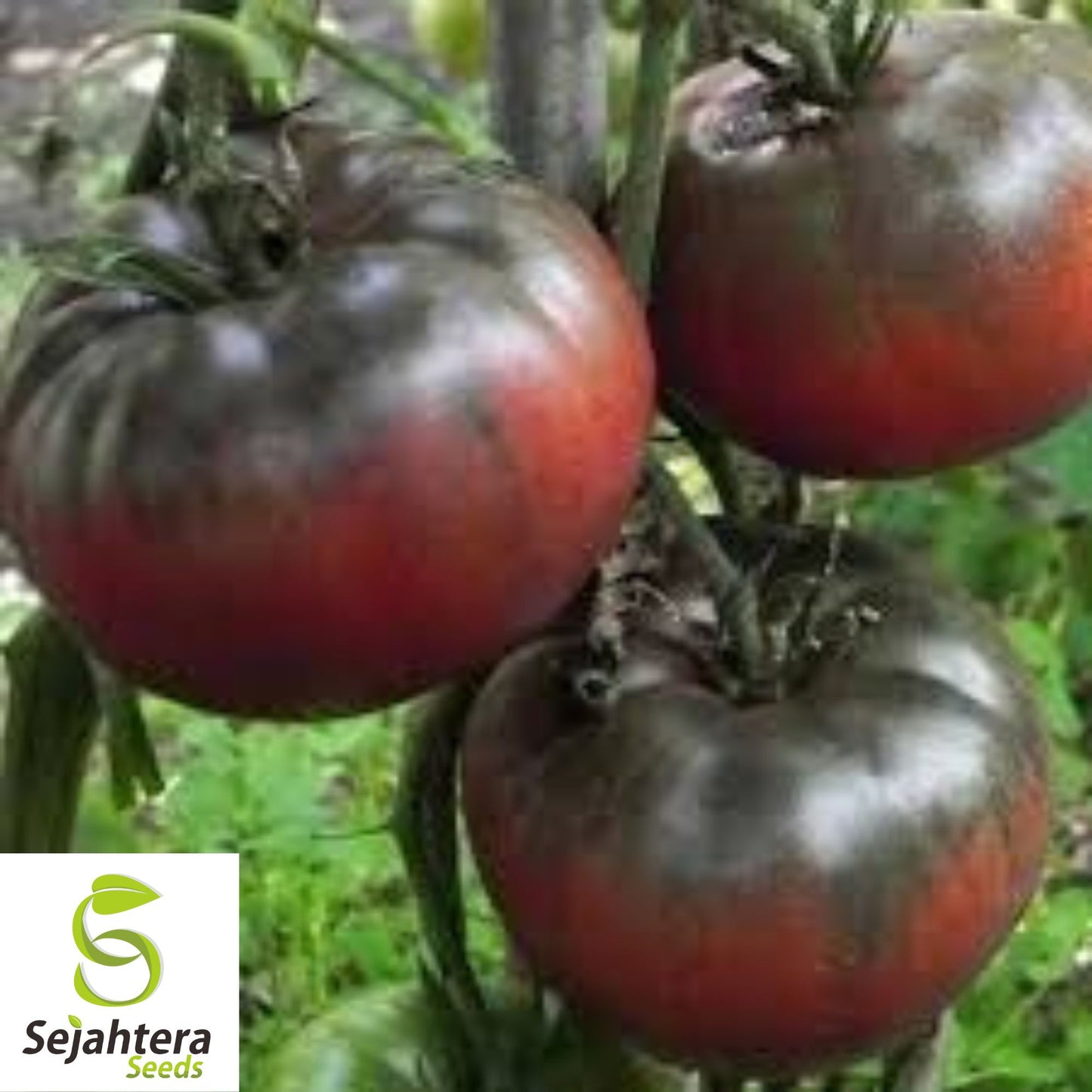 Black From Tula Tomato Seeds - 30+ Heirloom, Organic, Non-GMO & Rare