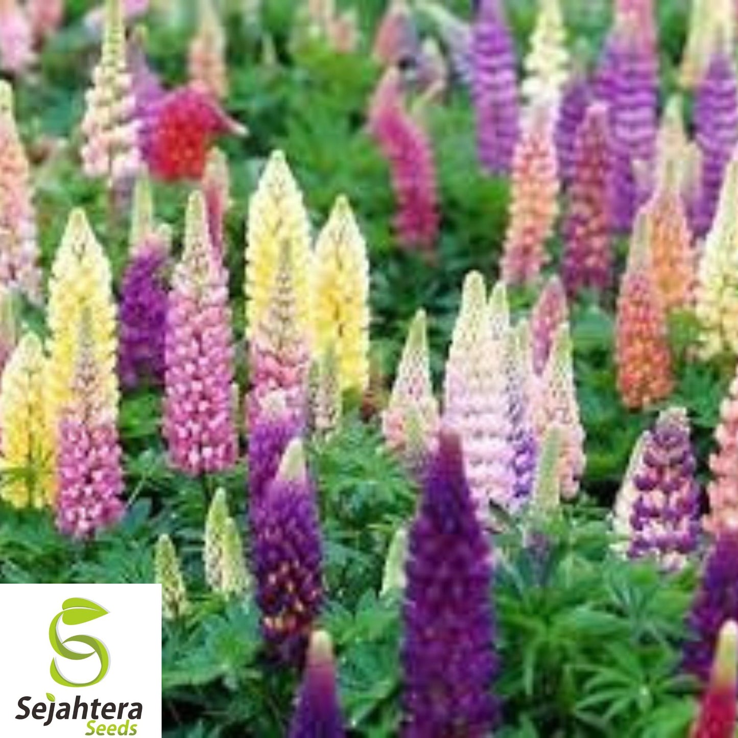 200+ Russell Lupine Seeds - Perennial, Mixed Colors, Attracts Bees & Hummingbirds