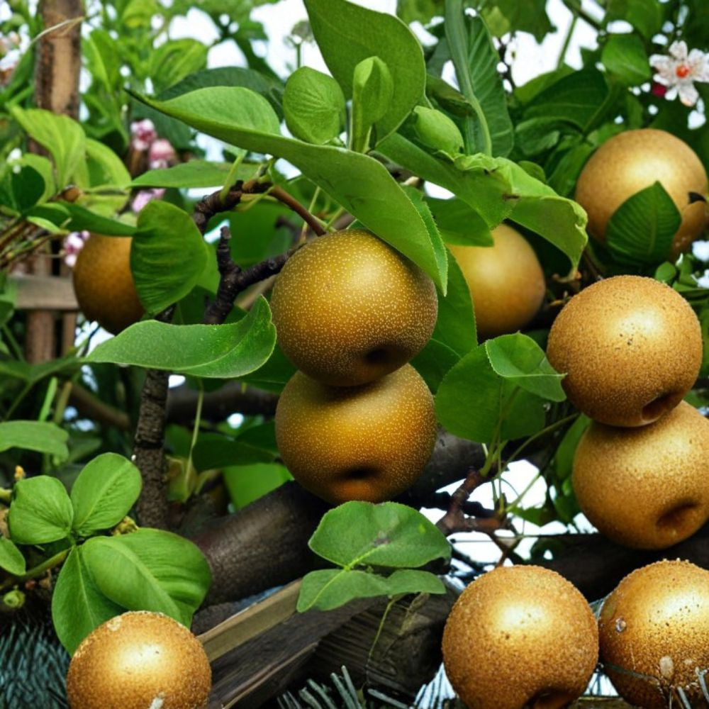 Korean Giant Asian Pear – Pyrus pyrifolia 4–6 Ft Live Tree | Sweet Crisp Fruit | Ready to Plant Late-Season Producer | Large Juicy Pears | Cold Hardy
