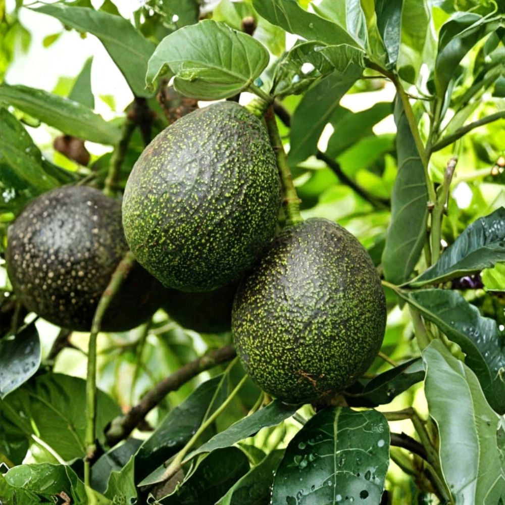 Dwarf Gem Avocado – Persea americana (GEM Variety) Live Grafted Tree | Naturally Dwarf | Premium Variety Fast Fruiting | Compact Growth | Exceptional Flavor