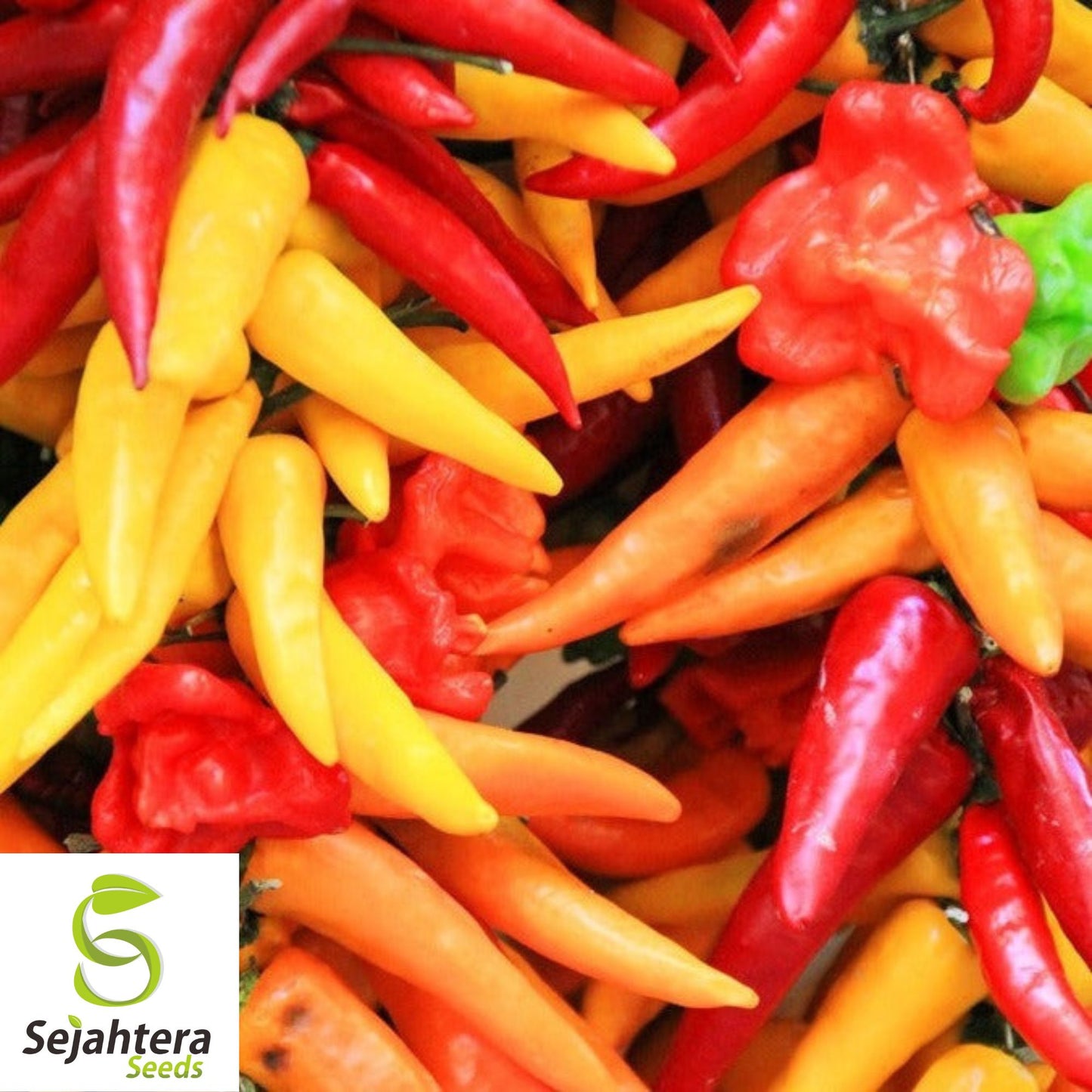 25 Santa Fe Grande Pepper Seeds - Non-GMO, Mild & Vibrant Variety