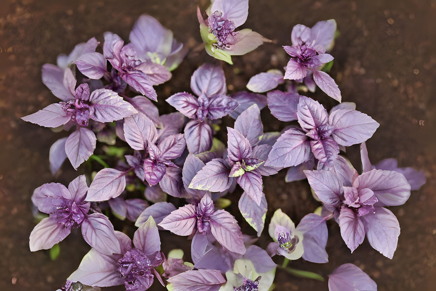 Basil Dark Opal Sweet Basil Basil (Ocimum basilicum 'Purple Dark Opal')