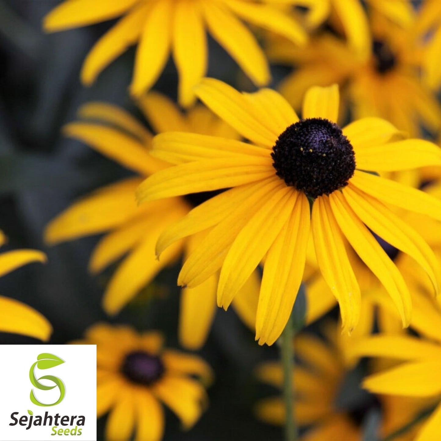 Black Eyed Susan Rudbeckia Seeds 2000+ | Yellow Wildflower NON-GMO USA