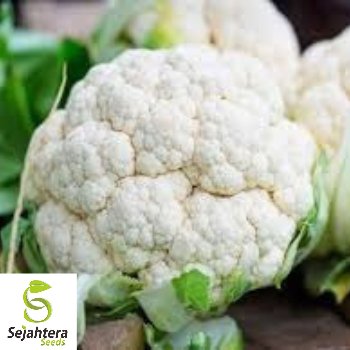 400+ Cauliflower Seeds - Self Blanching, Non-GMO & Heirloom Variety