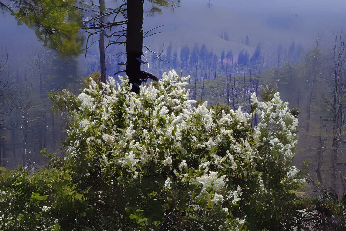 Deerbrush (Ceanothus integerrimus)
