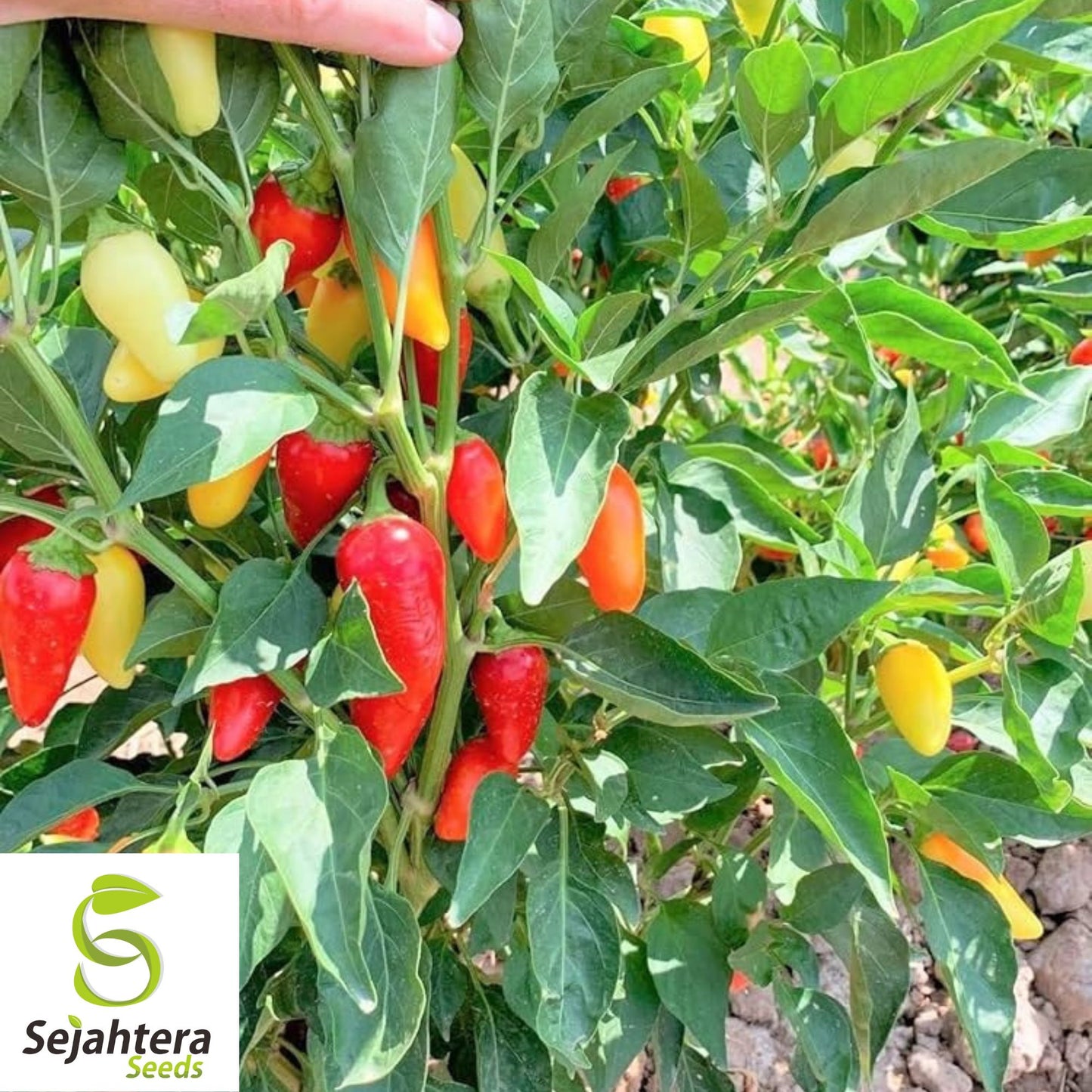 25 Santa Fe Grande Pepper Seeds - Non-GMO, Mild & Vibrant Variety