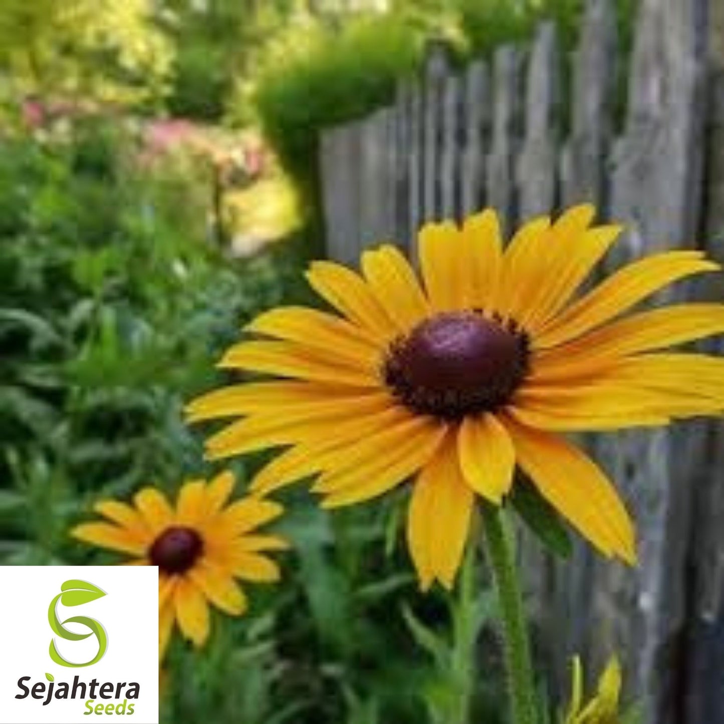 Black Eyed Susan Rudbeckia Seeds 2000+ | Yellow Wildflower NON-GMO USA