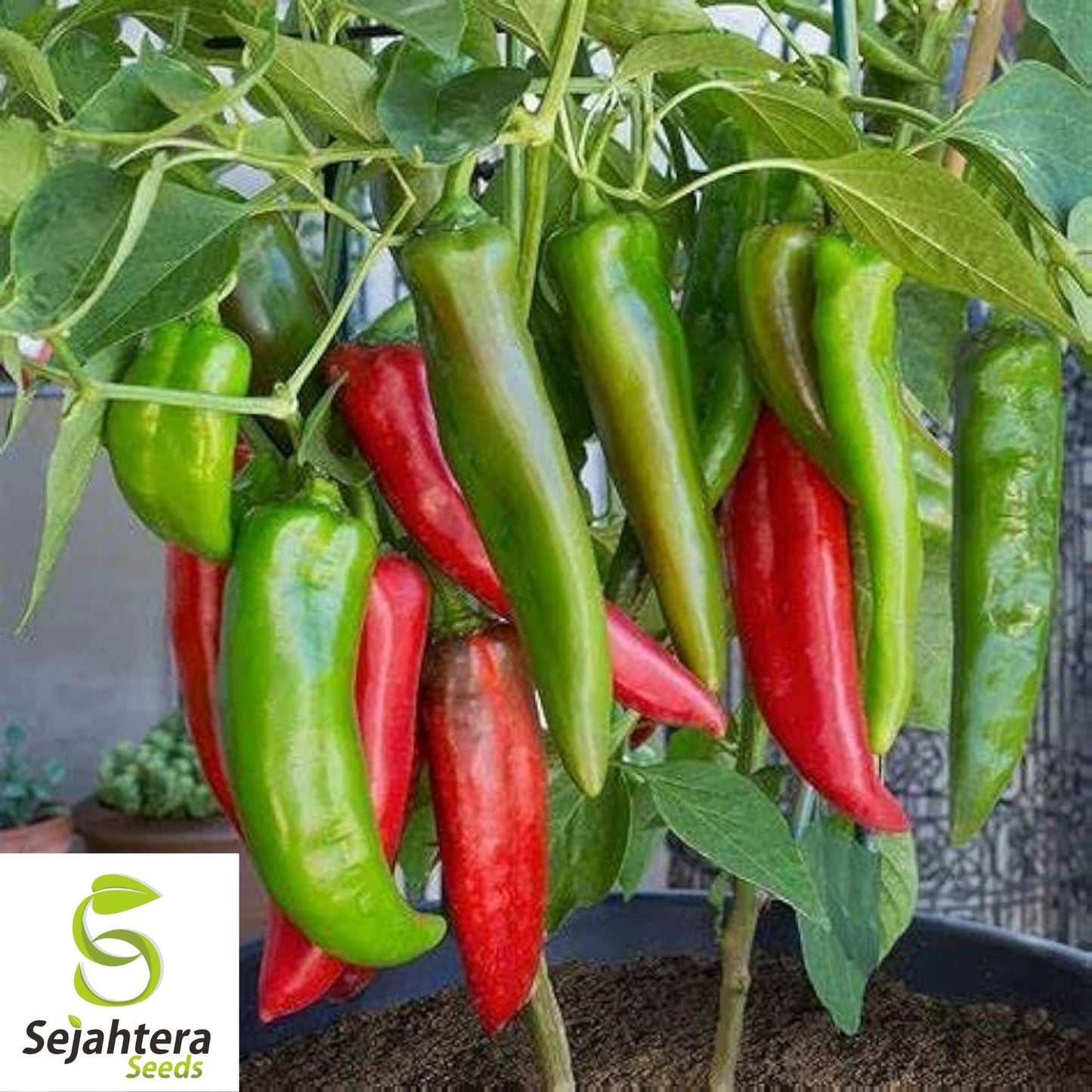 Anaheim Chile Pepper Seeds 50+ | Heirloom Vegetable NON-GMO USA