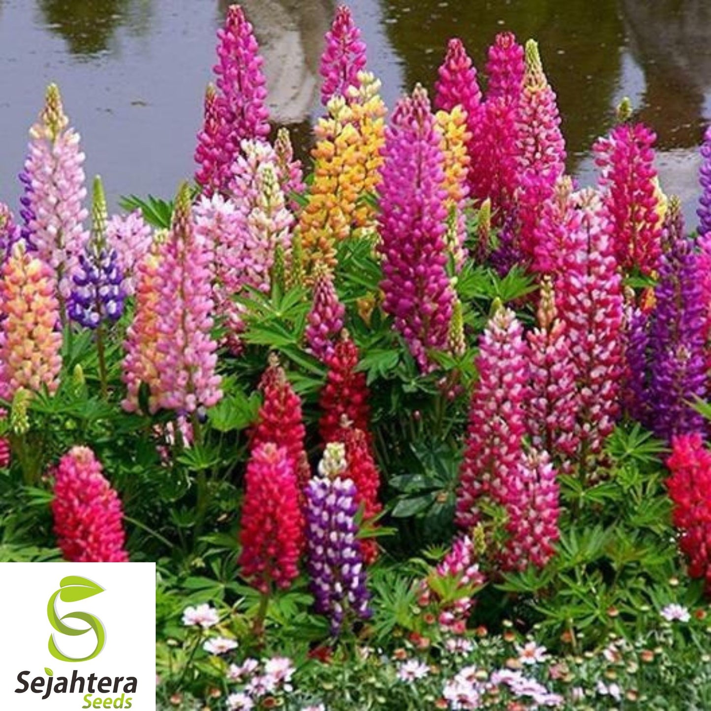 200+ Russell Lupine Seeds - Perennial, Mixed Colors, Attracts Bees & Hummingbirds