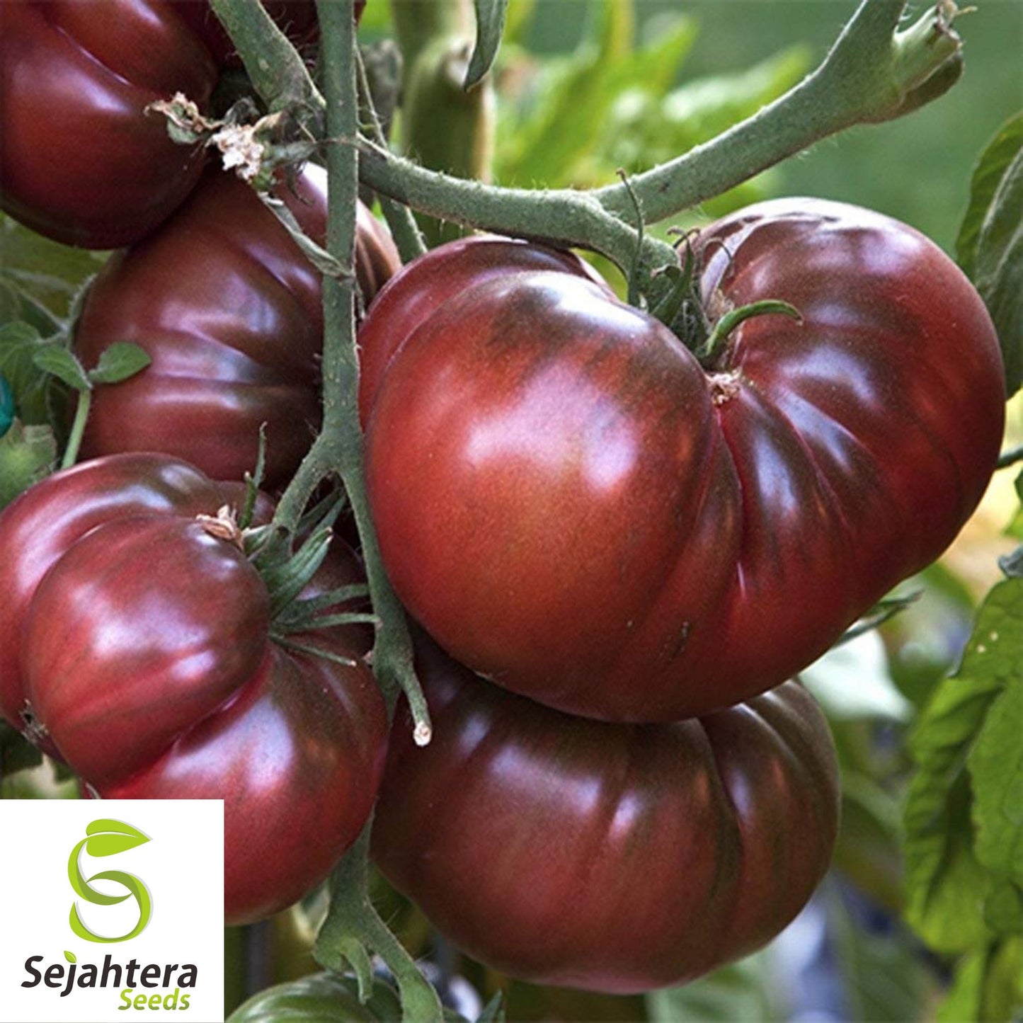 Black Krim Tomato Seeds - 120+ Heirloom, Organic, Non-GMO & Rich Flavor