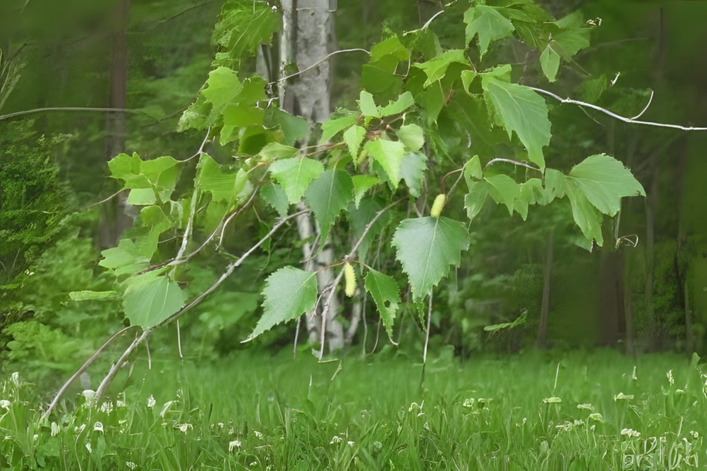 Gray Birch (Betula populifolia)