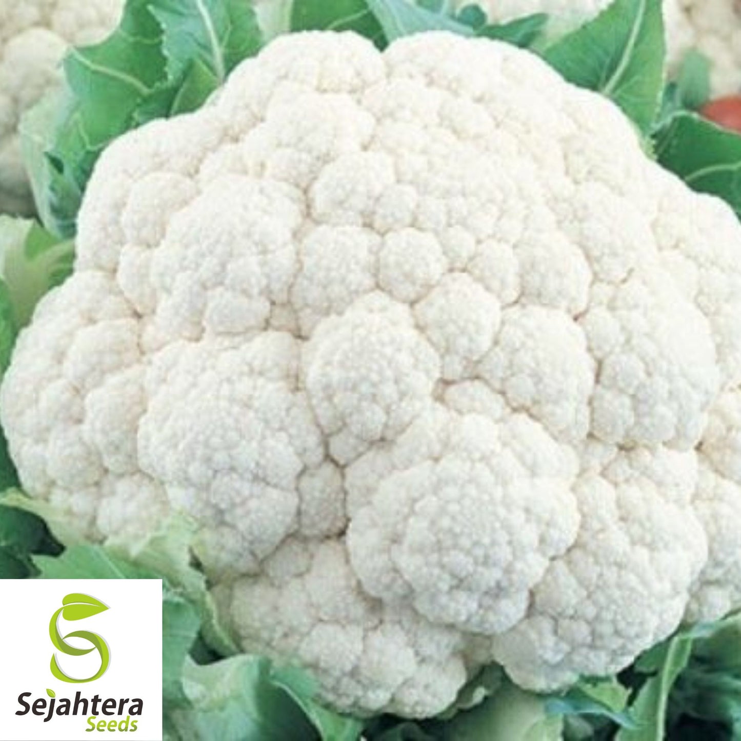 400+ Cauliflower Seeds - Self Blanching, Non-GMO & Heirloom Variety