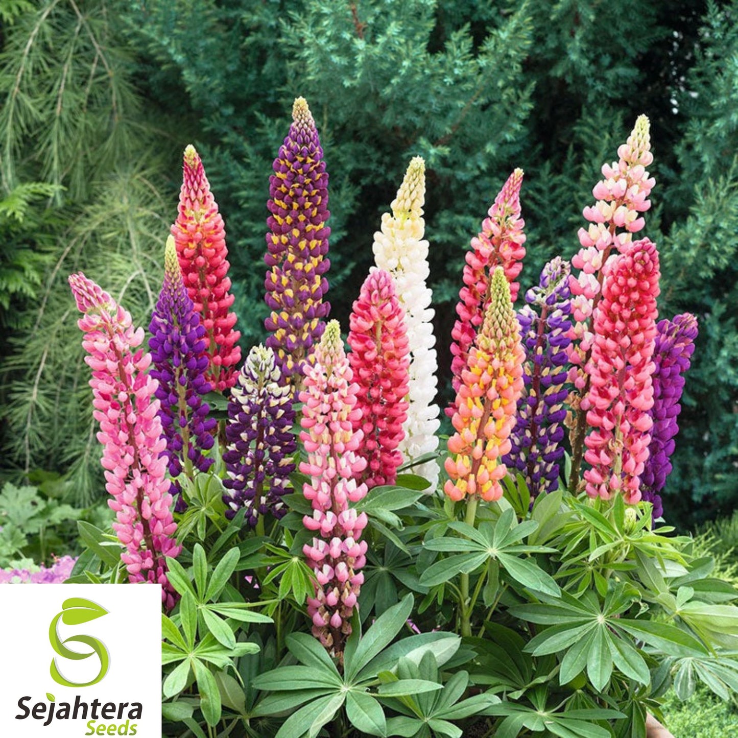 200+ Russell Lupine Seeds - Perennial, Mixed Colors, Attracts Bees & Hummingbirds