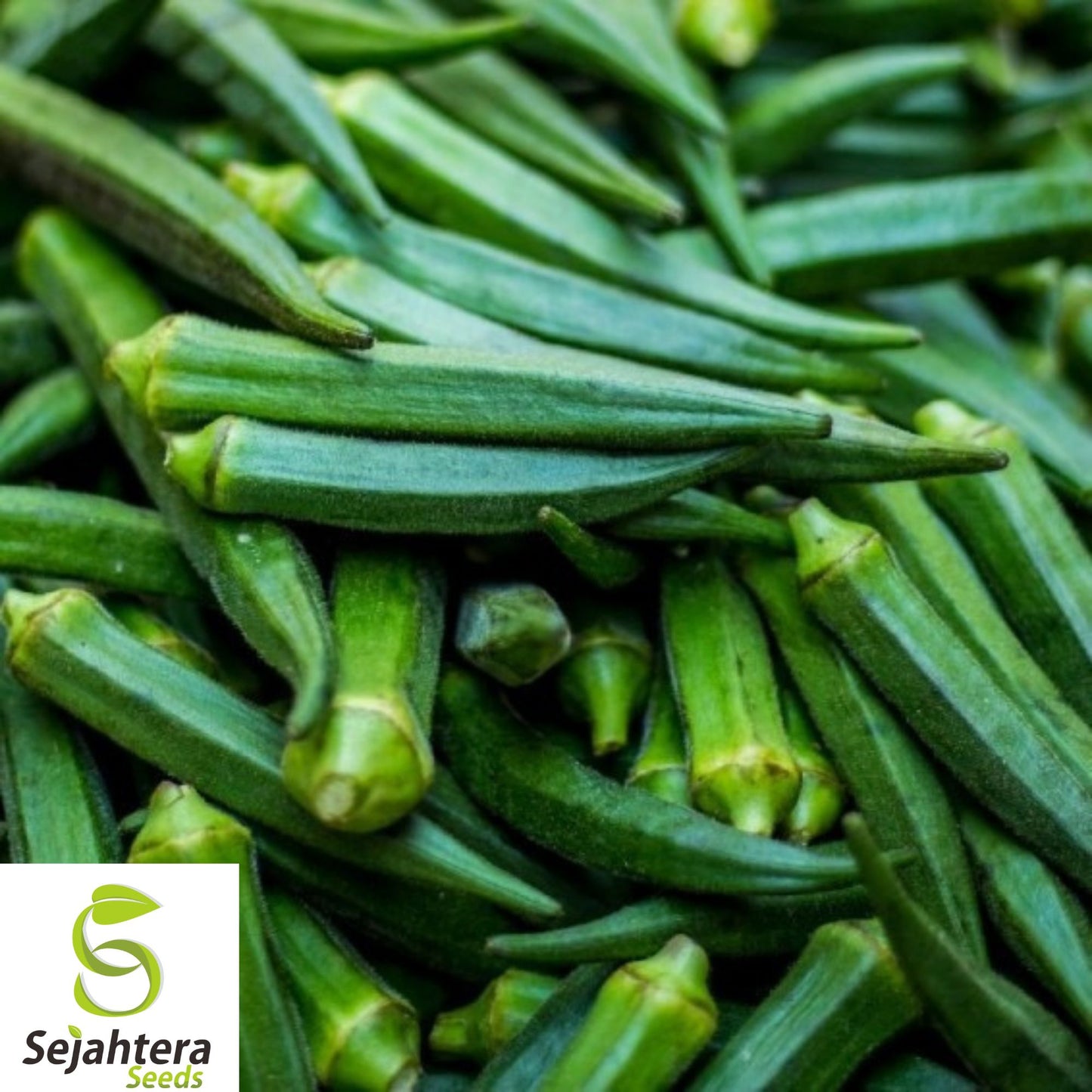 25+ Emerald Okra Seeds - Heirloom, Non-GMO, Tender & High-Yielding Variety