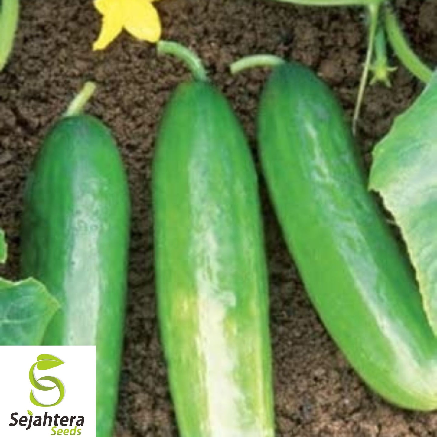 100+ Ashley Long Cucumber Seeds - Heirloom, Organic, Non-GMO, Crisp & High-Yield