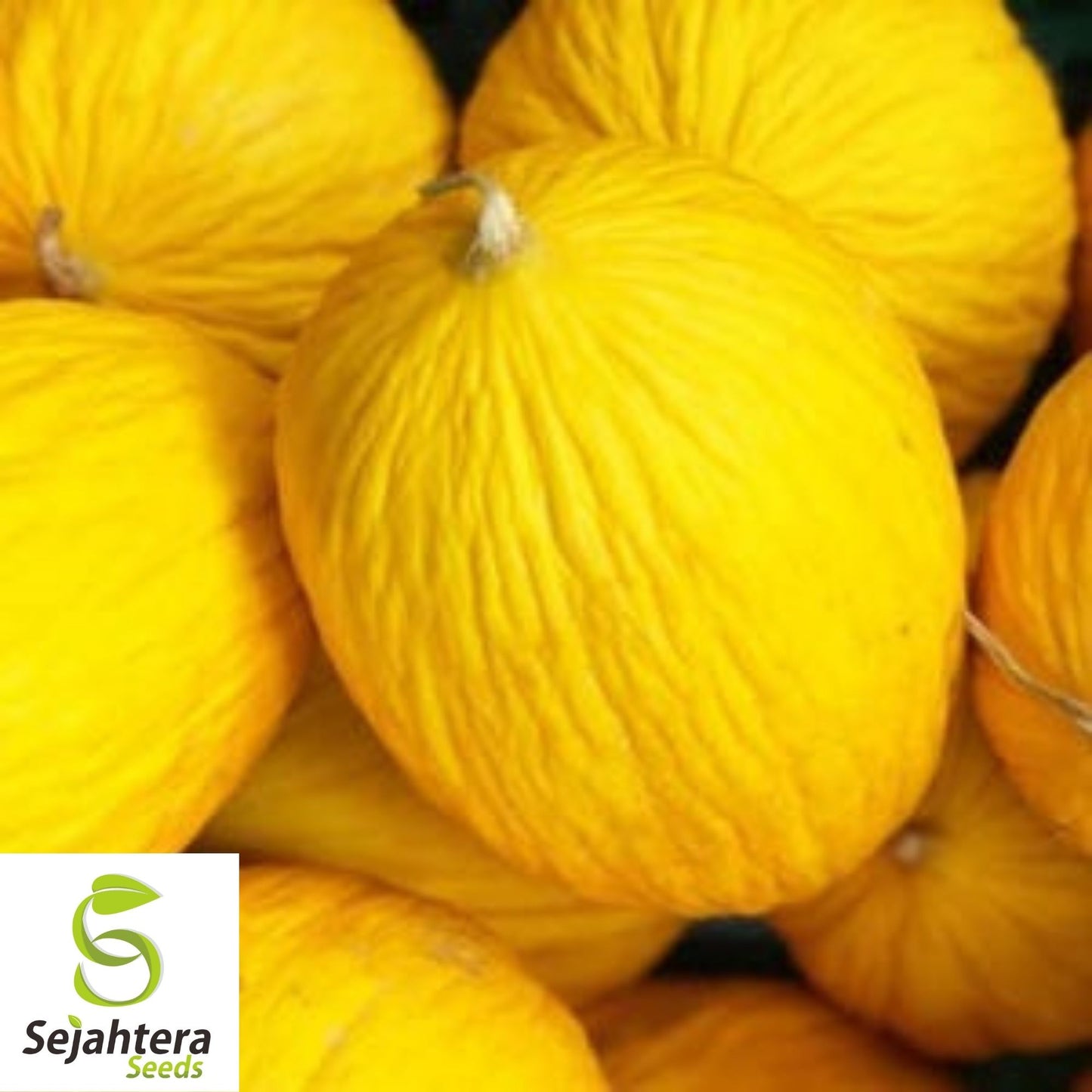 Golden Beauty Casaba Melon Seeds 50+ | Sweet Yellow Fruit NON-GMO USA