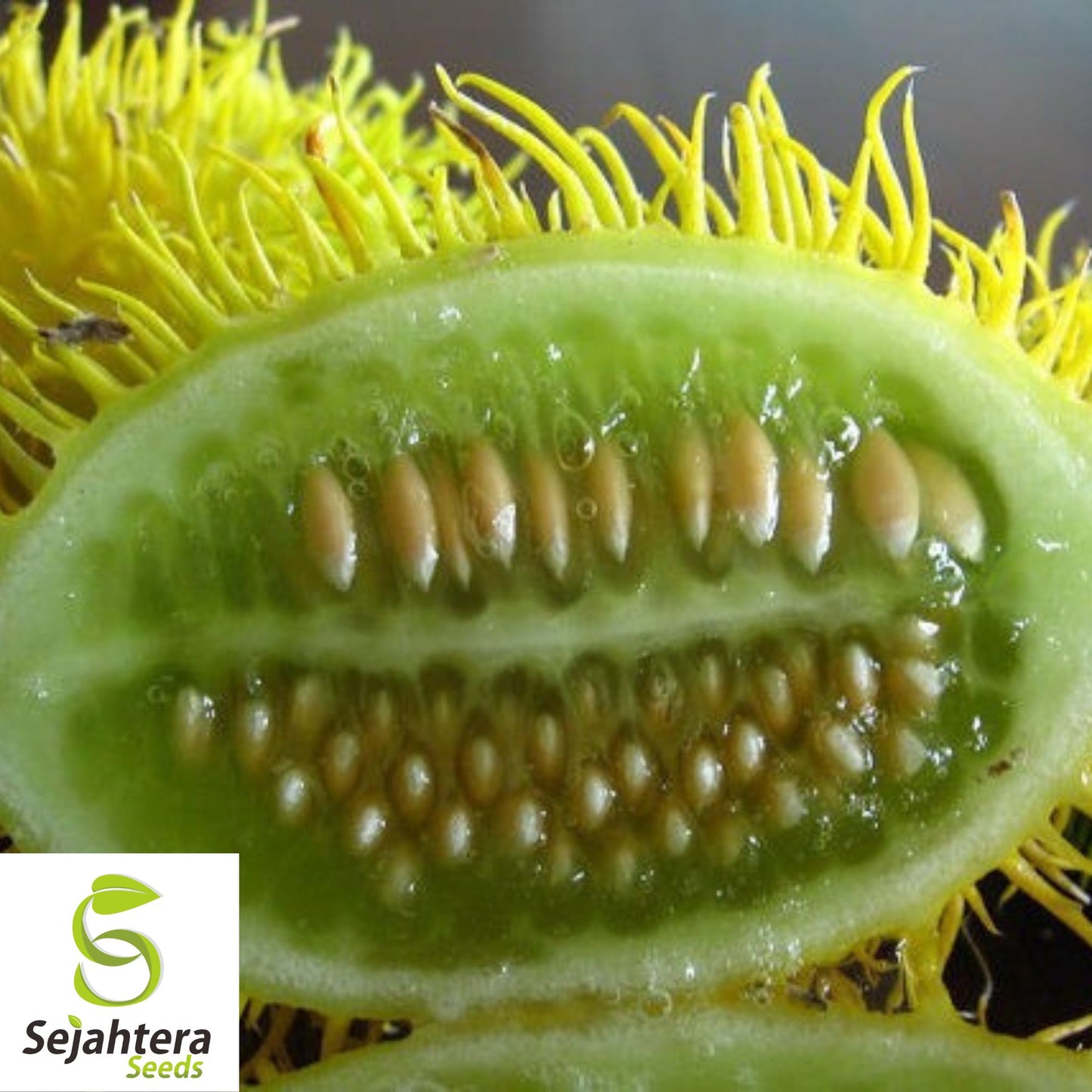 Wild Cucumber Seeds {Cucumis dipsaceus} Fruiting Vine 10 Seeds