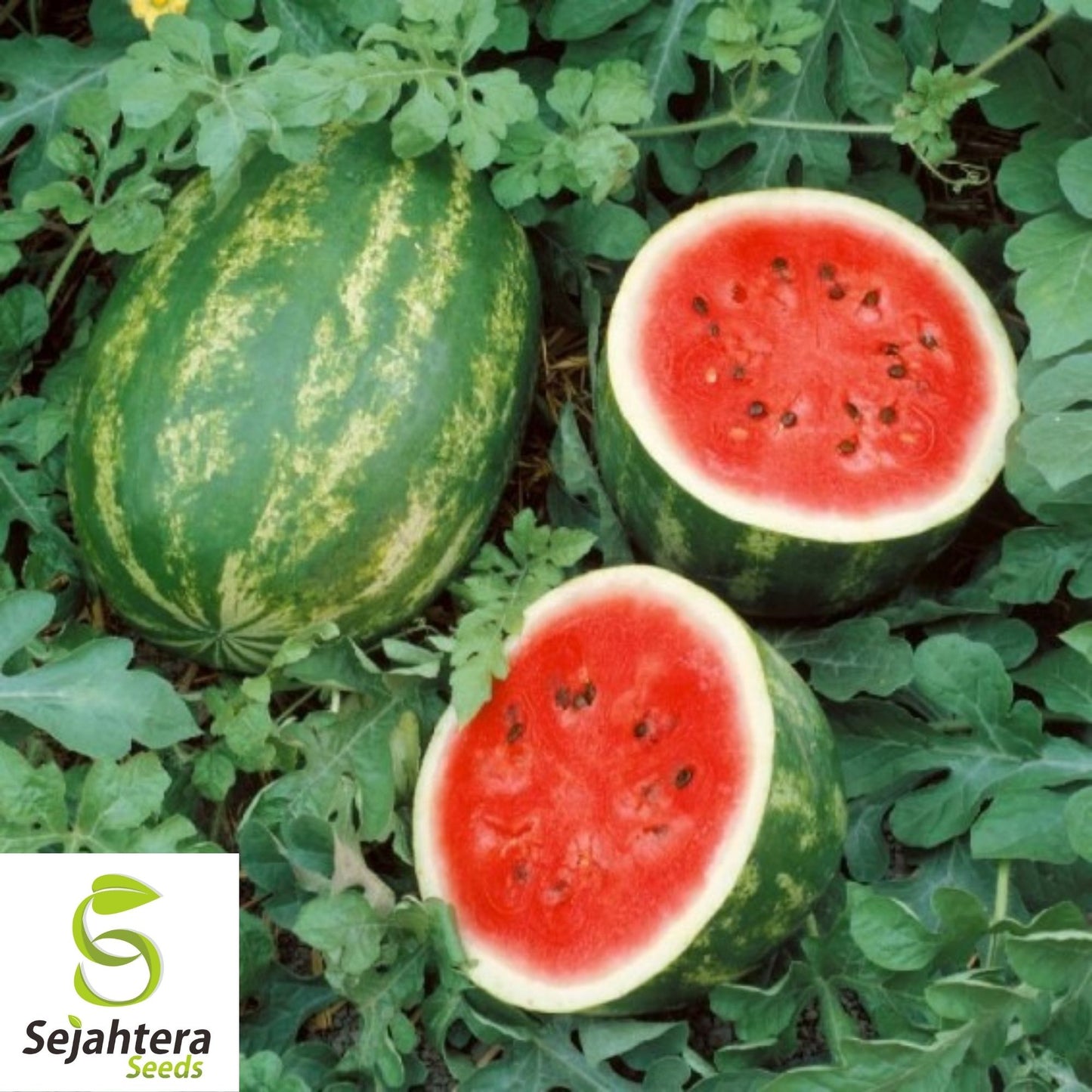 Cal Sweet Supreme Watermelon Seeds 25+ | Heirloom NON-GMO Fruit Melon USA