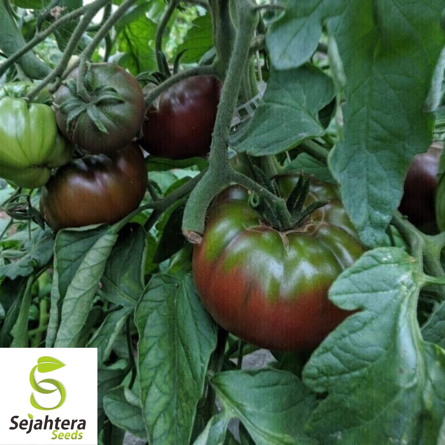 Black Krim Tomato Seeds - 120+ Heirloom, Organic, Non-GMO & Rich Flavor